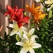 Asiatic Lilies by bjchipman
