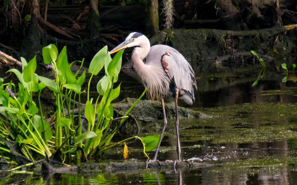 Blue Heron after Lunch! by rickster549