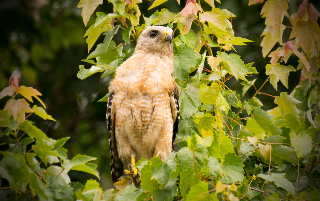 Red-Shouldered Hawk! by rickster549