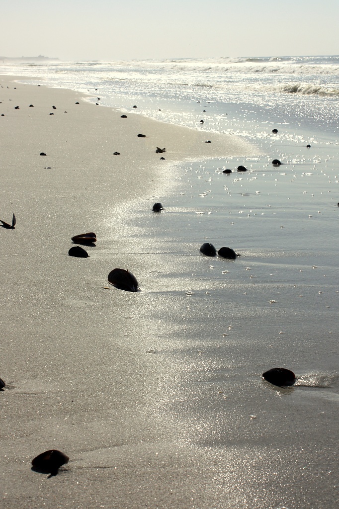 Sun, sea, sand and shells by eleanor