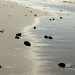 Sun, sea, sand and shells by eleanor