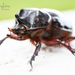 ox beetle  by shylaine3304