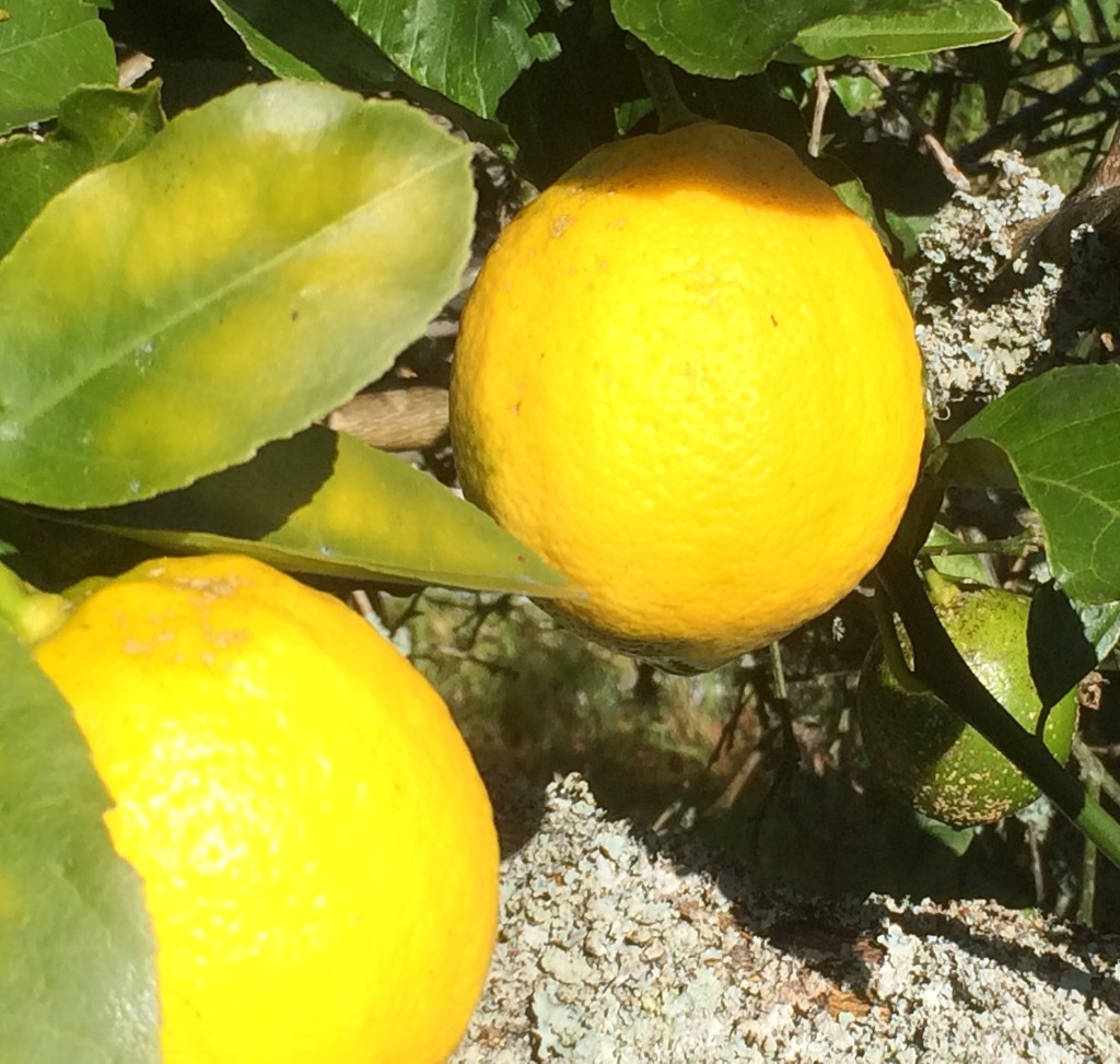 Lemons by Dawn