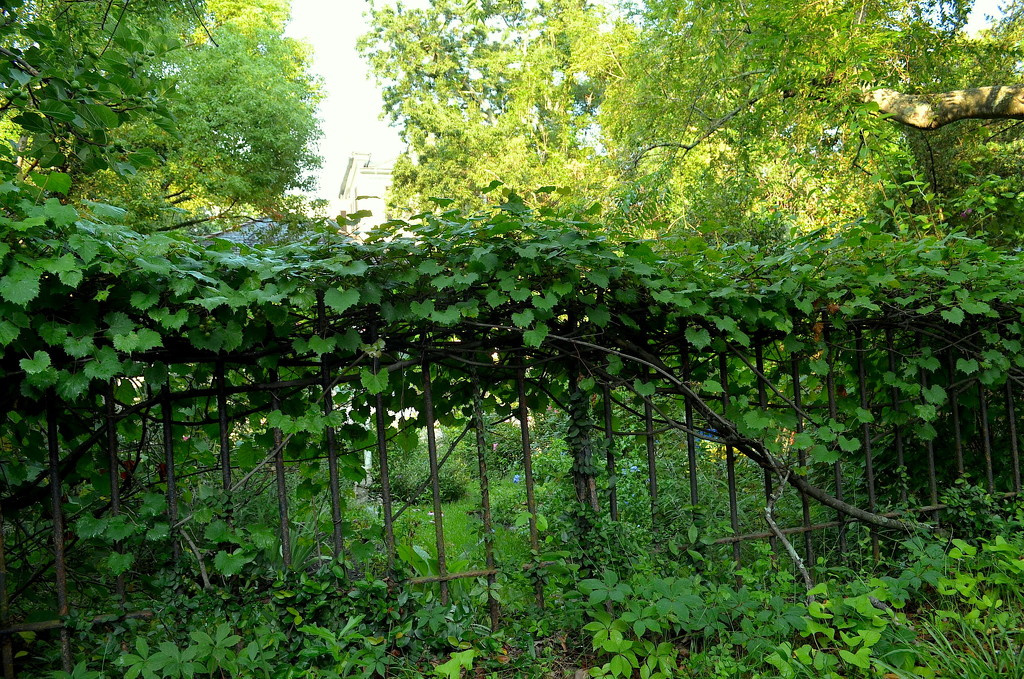 Overgrown iron fence, historic district, Charleston, SC by congaree