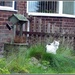 A neighbourhood cat and a wishing well. by grace55