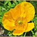 Lets Remember the Ladies with a Yellow Poppy by ladymagpie