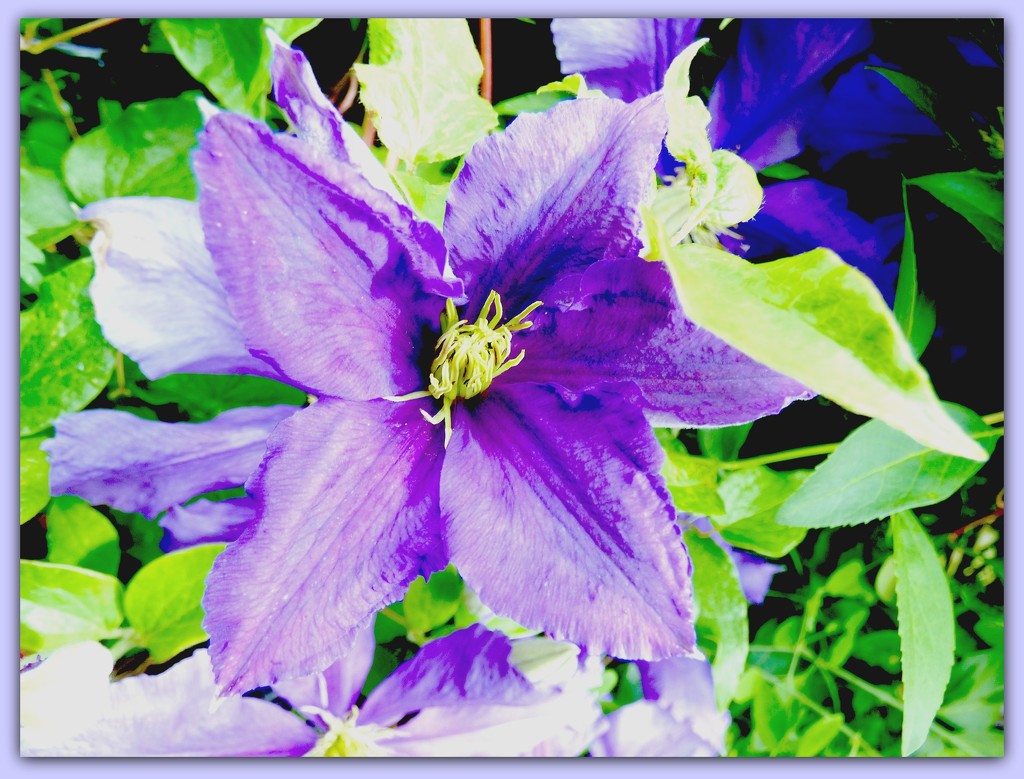 Clematis  by beryl