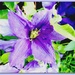 Clematis  by beryl