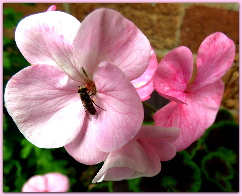 Geranium and fly  by beryl