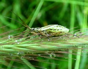1st Jul 2016 - Female Meadow Plant Bug (Leptopterna dolabrata)