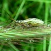 Female Meadow Plant Bug (Leptopterna dolabrata) by julienne1