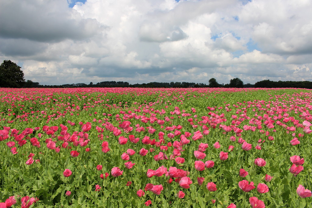 Poppies field by pyrrhula