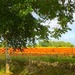 poppy field by 365projectdrewpdavies