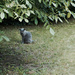 Neighbors' Cat  by vera365