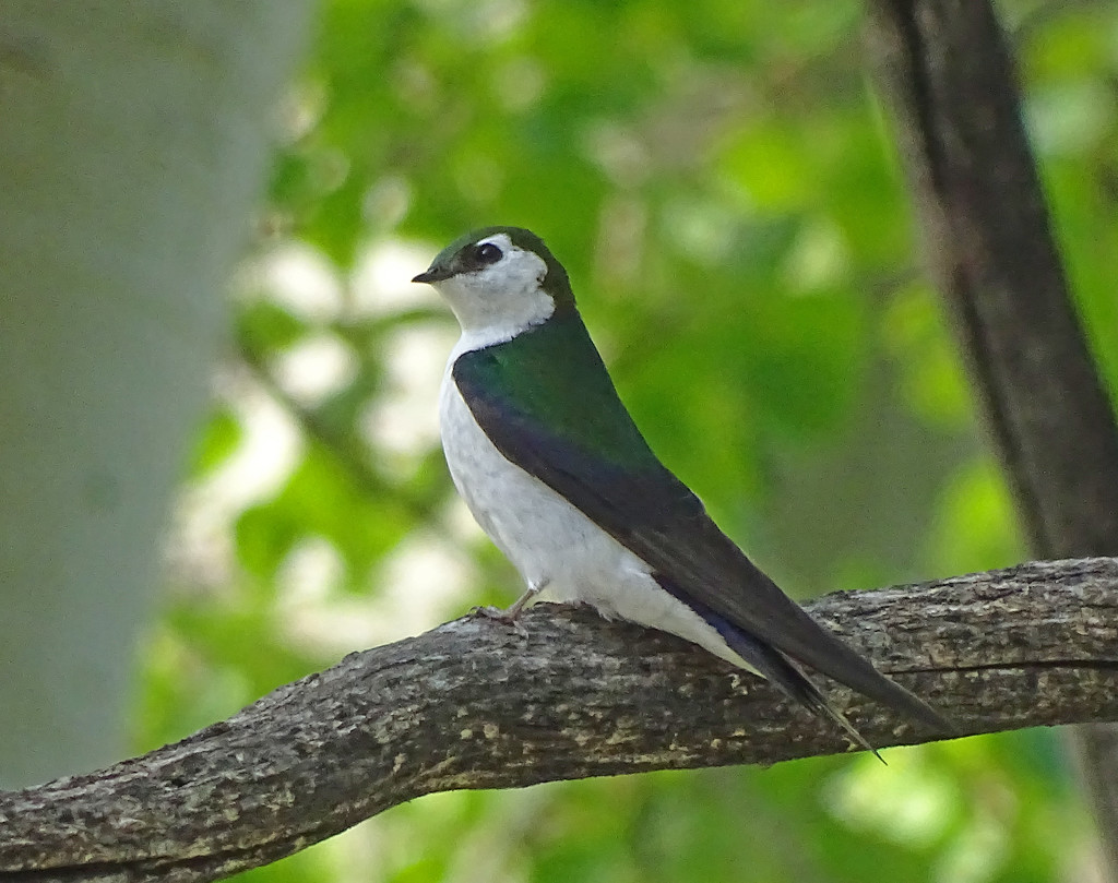Violet-green Swallow by annepann