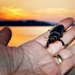 2016-07-01b enjoying sunset with a friend ll (beetle) by mona65