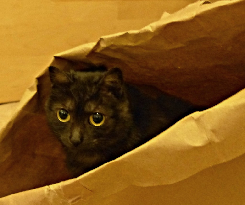 Cat and bag by jokristina