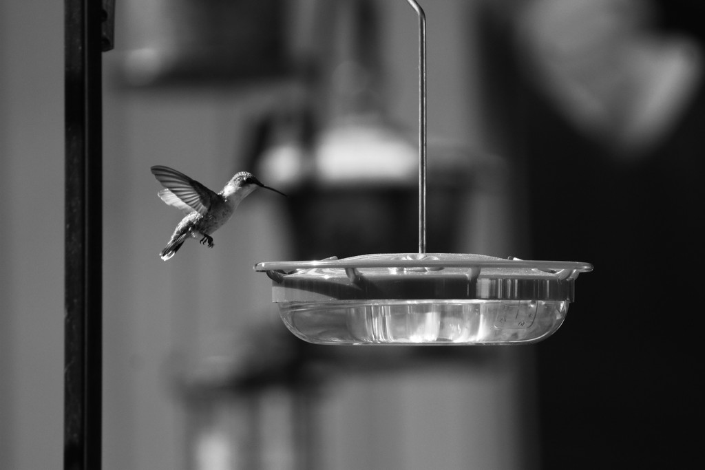 Hummingbird  BNW by randy23