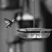 Hummingbird  BNW by randy23