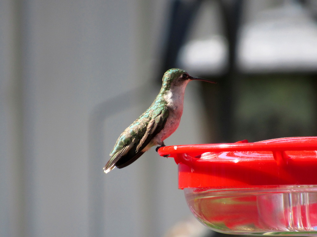 Hummingbird by randy23