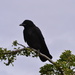 Mr. Crow by stephomy