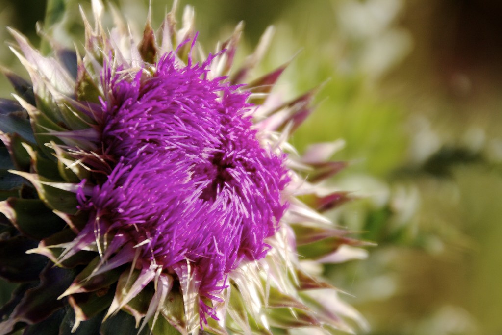 Thistle by jetr