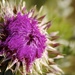 Thistle by jetr