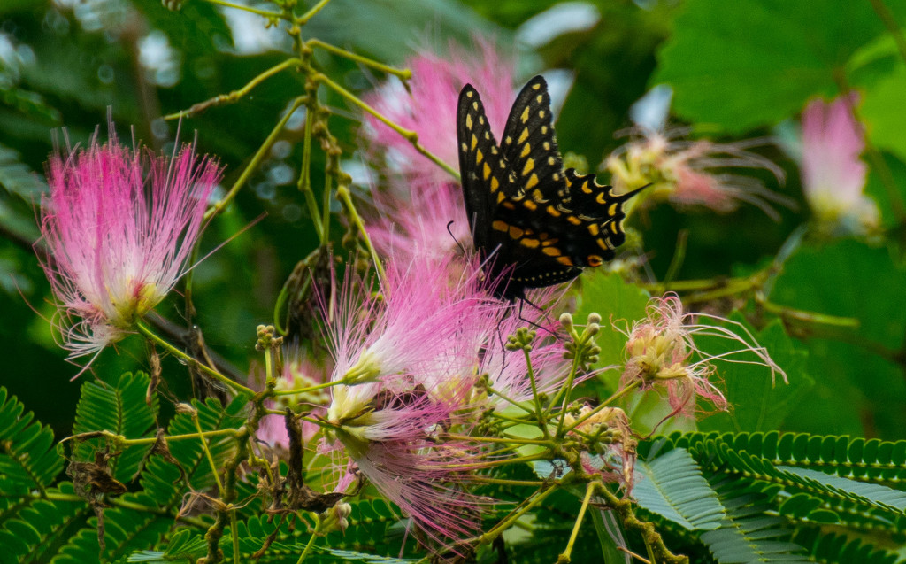 Swallowtail Butterfly! by rickster549