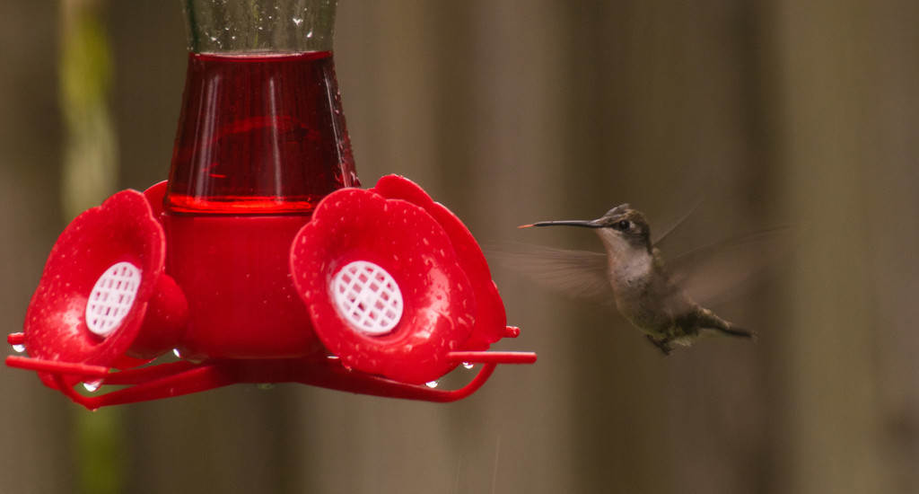 Hummingbird Getting Ready for lunch! by rickster549