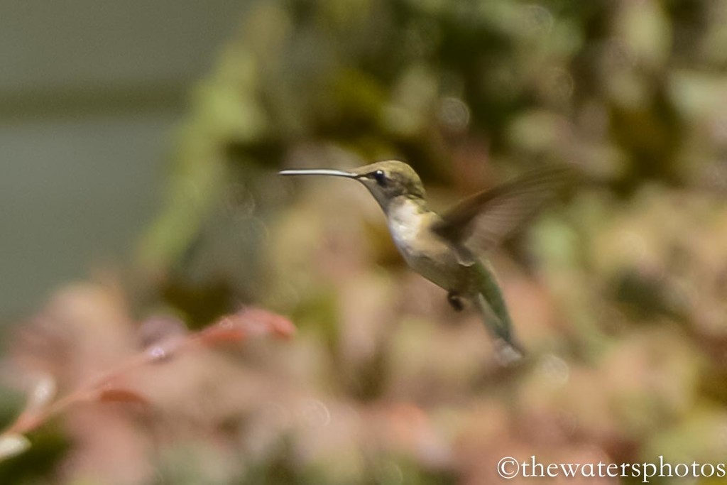 Hummer by thewatersphotos
