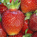 Strawberries by gaylewood