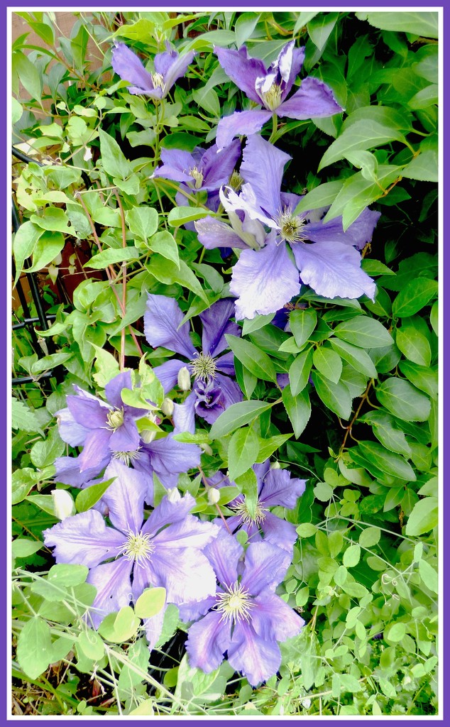 Clematis 2 by beryl