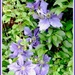 Clematis 2 by beryl