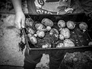 2nd Jul 2016 - July - Potatoes