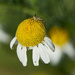 Tiny Daisy, Tinier Insect by gardencat