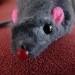 Cat Rat by brillomick