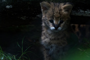2nd Jul 2016 - Serval Kitten