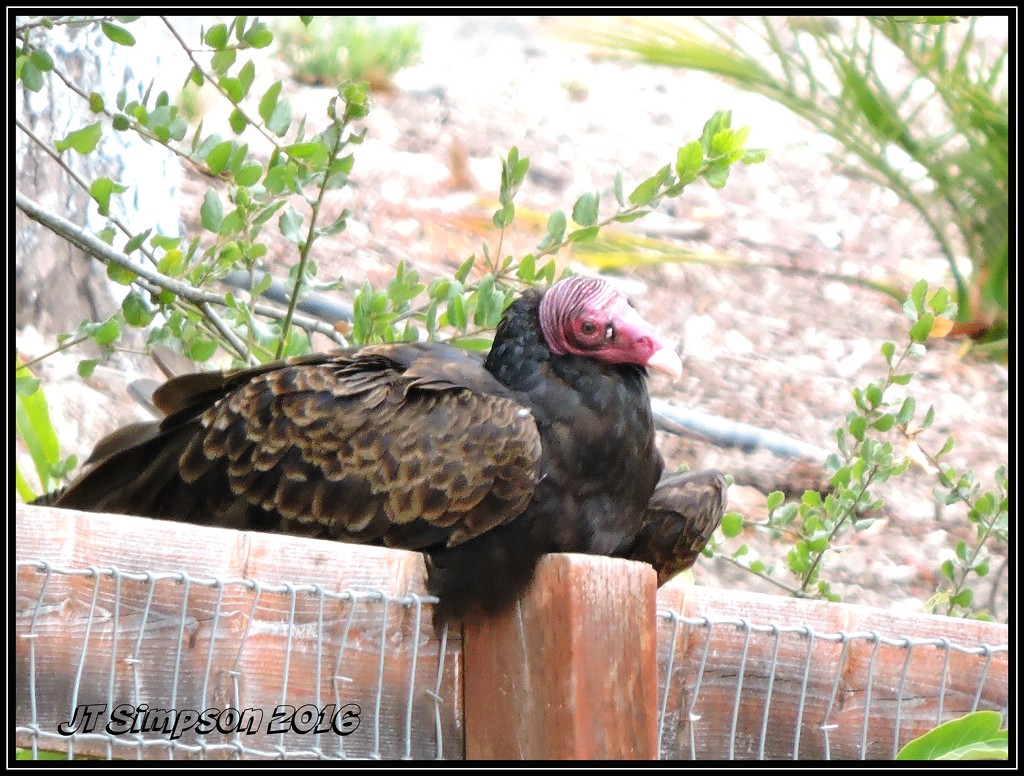Turkey Vulture at rest... by soylentgreenpics