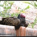 Turkey Vulture at rest... by soylentgreenpics