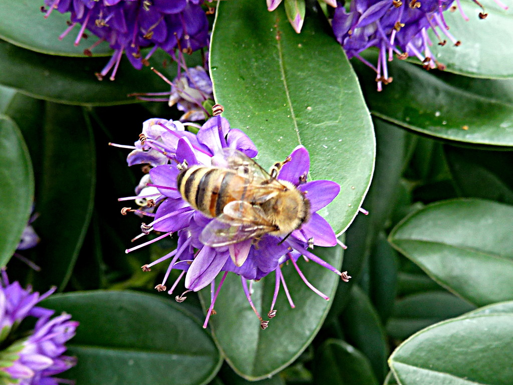 Honeybee by boxplayer