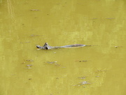18th Jun 2016 - Alligator Stick