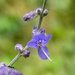 Russian Sage by daisymiller
