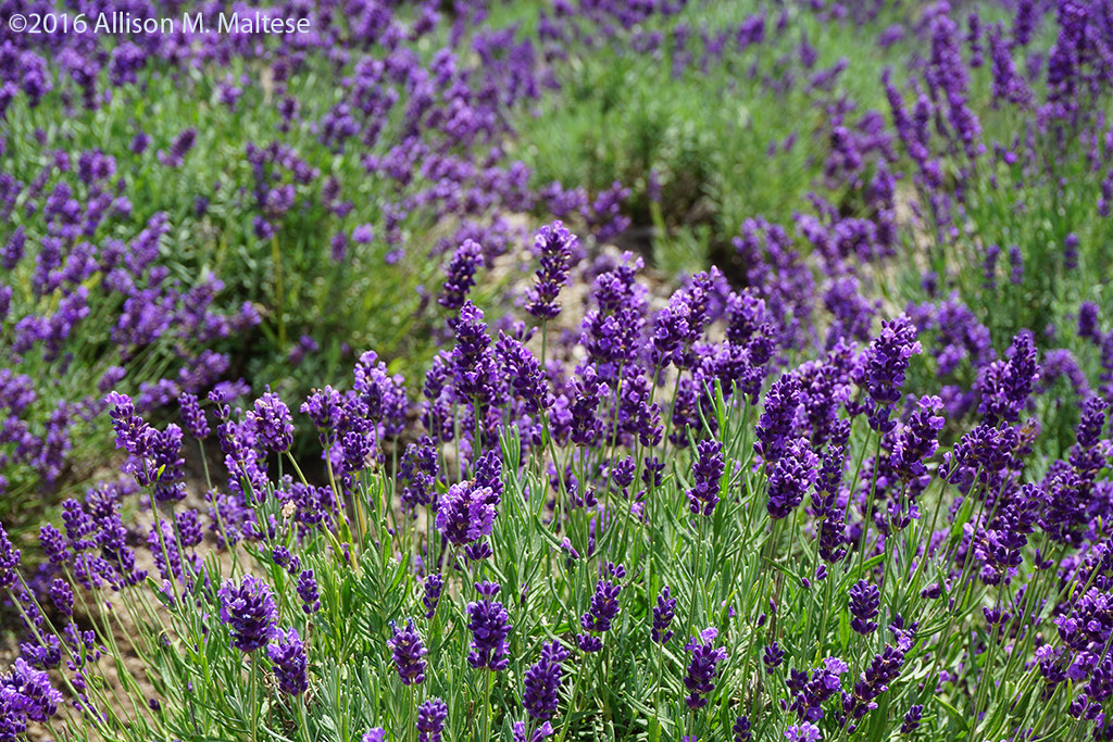 Lavender Fields by falcon11