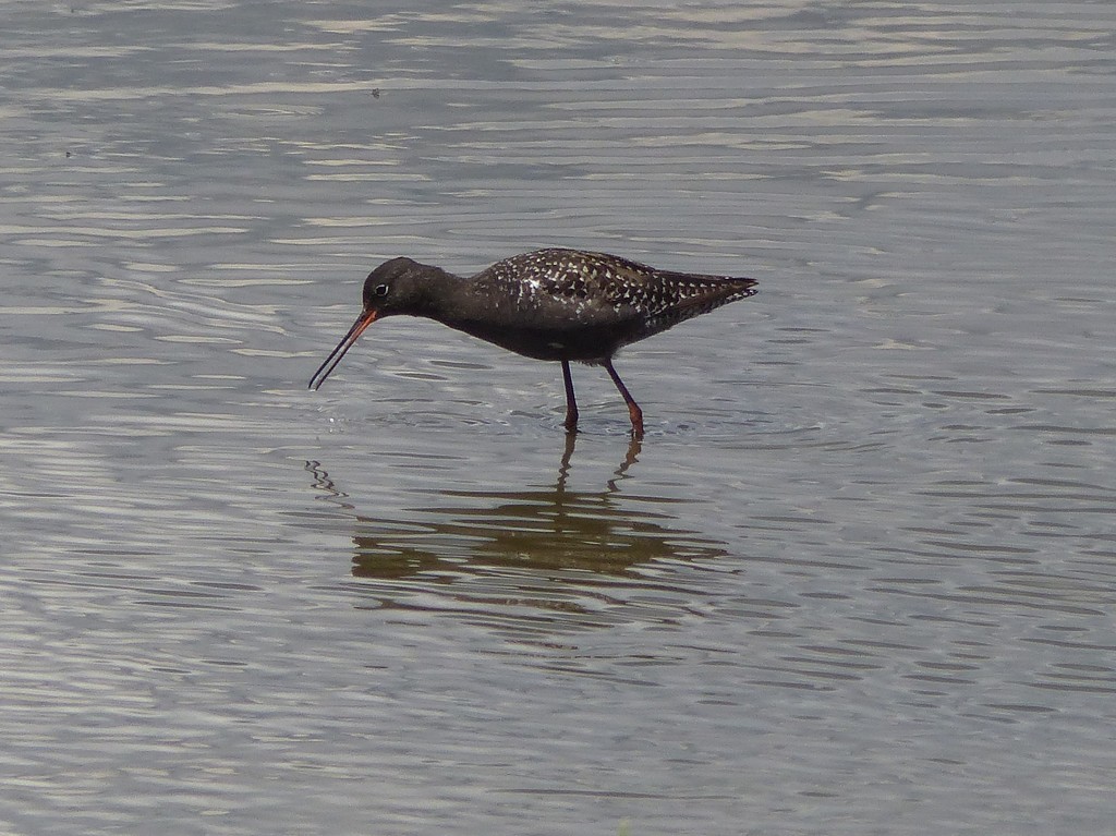 Spotted Redshank  by susiemc