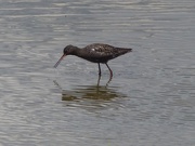 2nd Jul 2016 - Spotted Redshank 