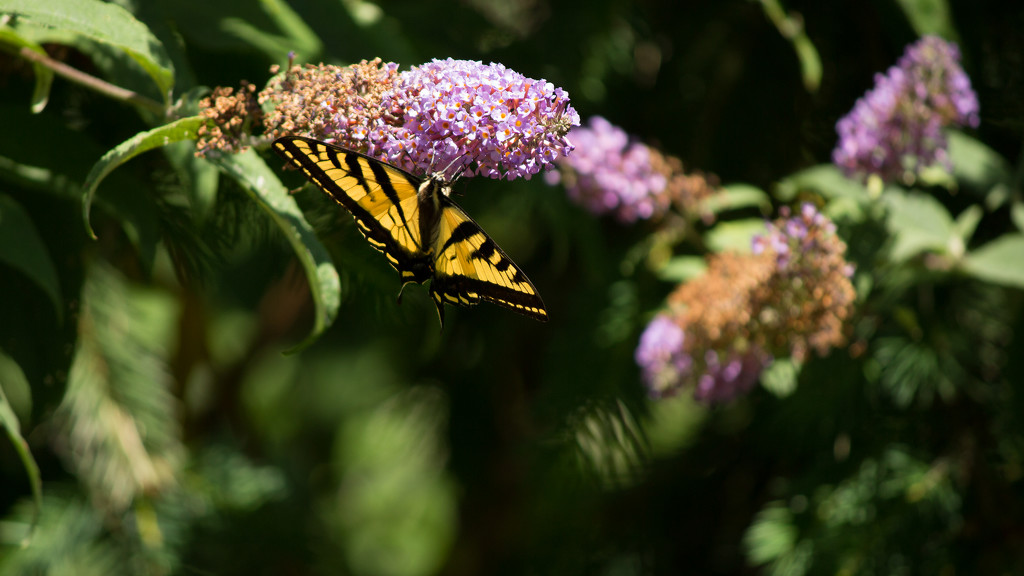 Butterfly Bush by nanderson