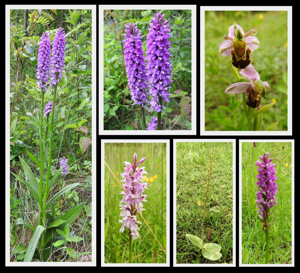 Orchids - Wilford Clay Pit Nature Reserve by oldjosh