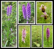 28th Jun 2016 - Orchids - Wilford Clay Pit Nature Reserve
