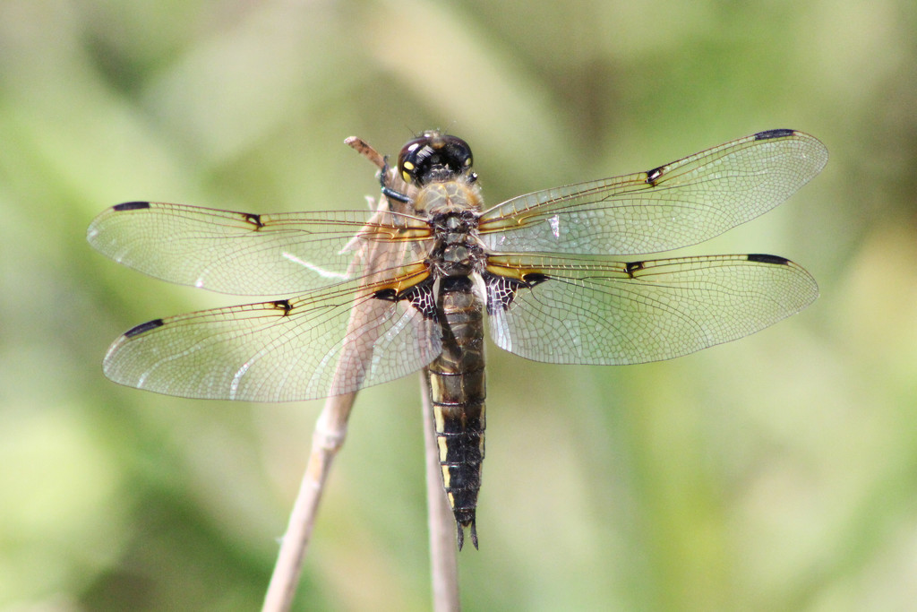 Four-spotted Chaser by gaylewood