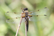 2nd Jul 2016 - Four-spotted Chaser